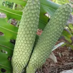 Il frutto della monstera deliciosa: il monster fruit acerbo