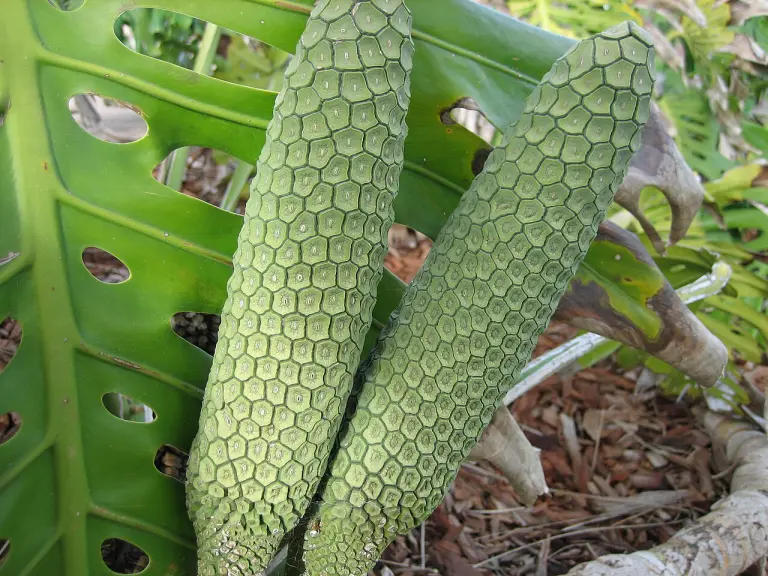 Il frutto della monstera deliciosa: il monster fruit acerbo