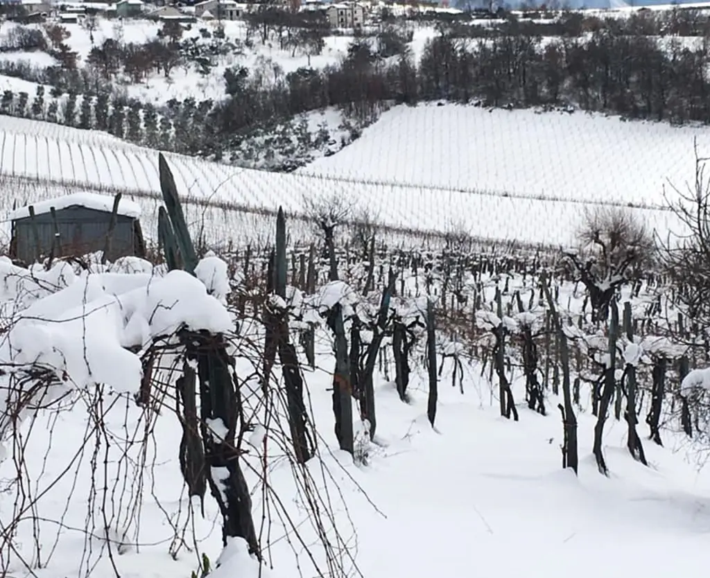 Starseta nella neve
