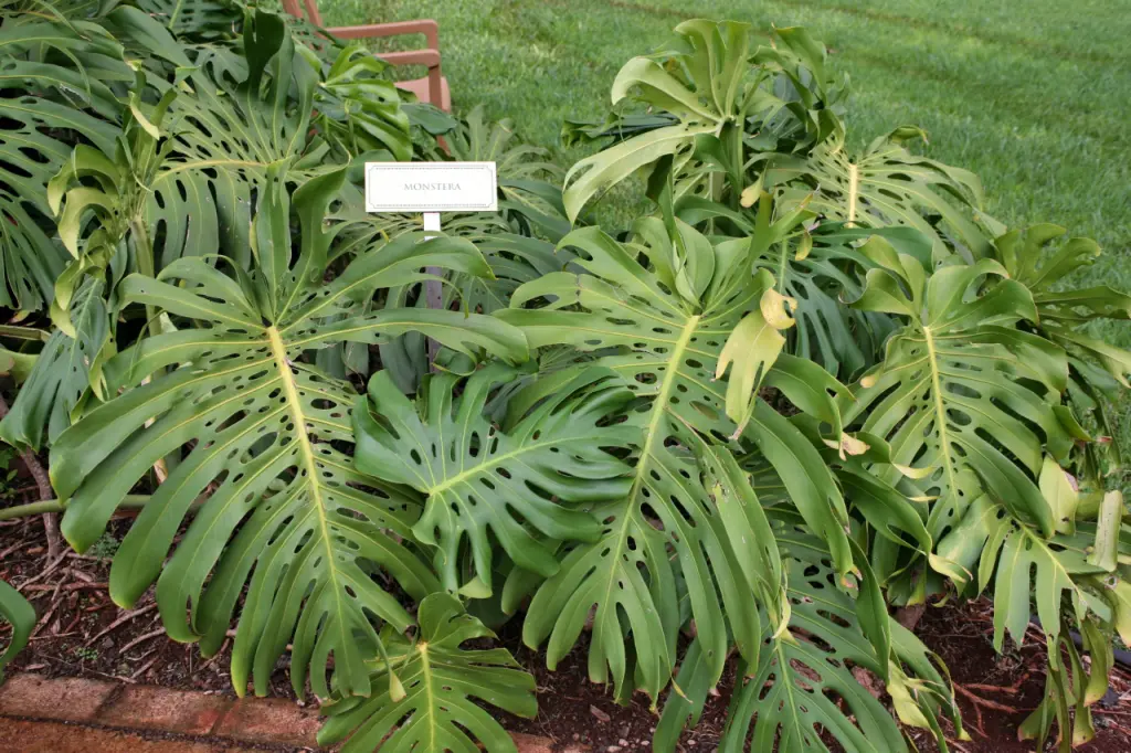 Pianta di Monstera Deliciosa