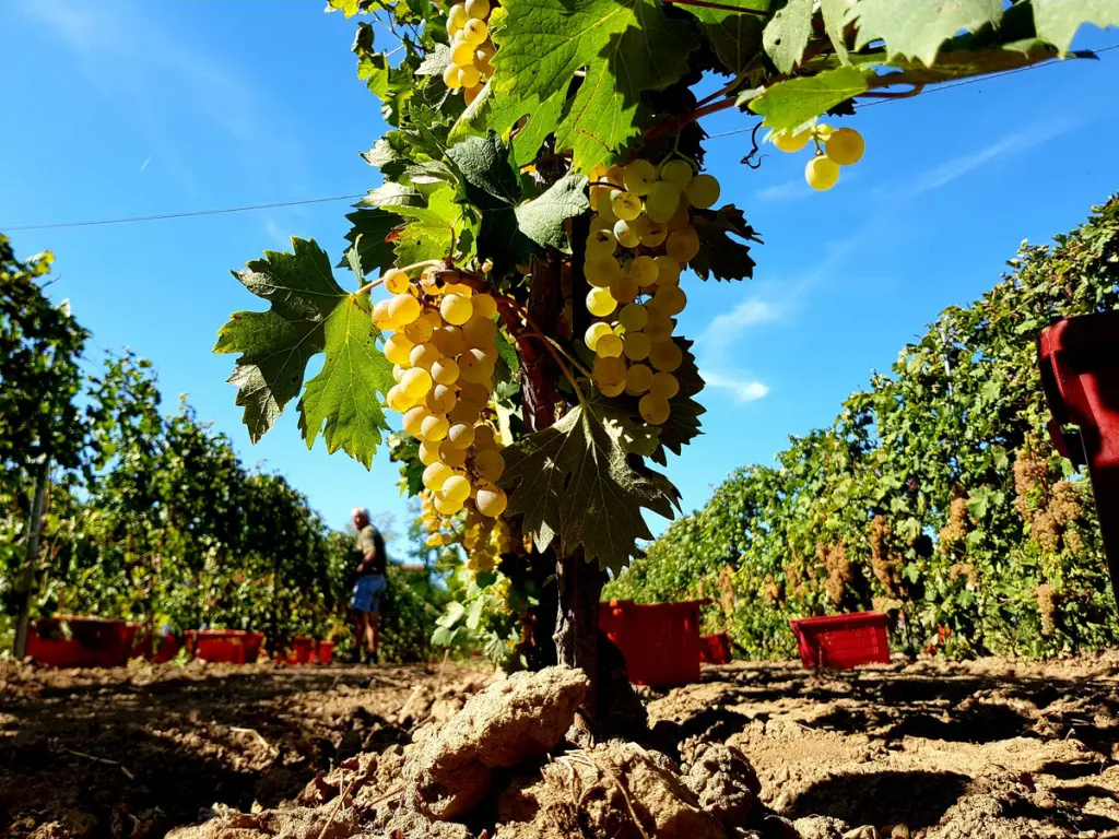Tagliatella ai Carciofi Pennestri Marzo 21-1
