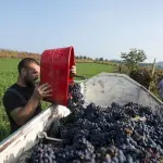 Cantina Santa Croce la vendemmia