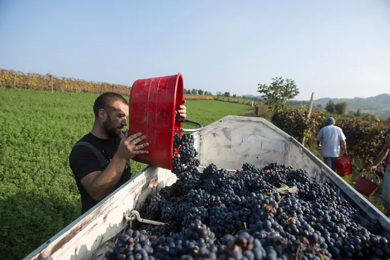 Cantina Santa Croce la vendemmia