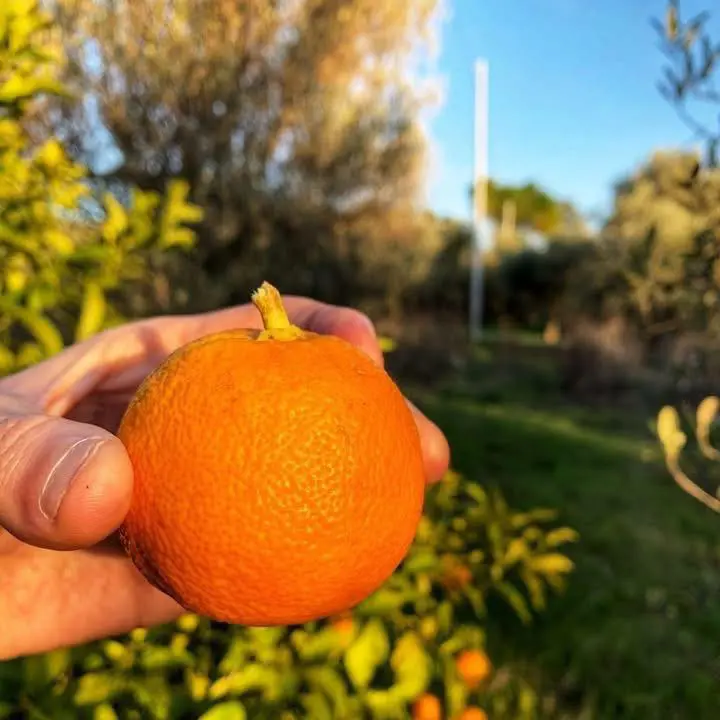 Dettagli nel giardino di Spazio Battirame