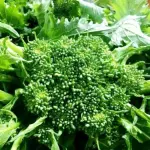 Broccolo aprilatico
