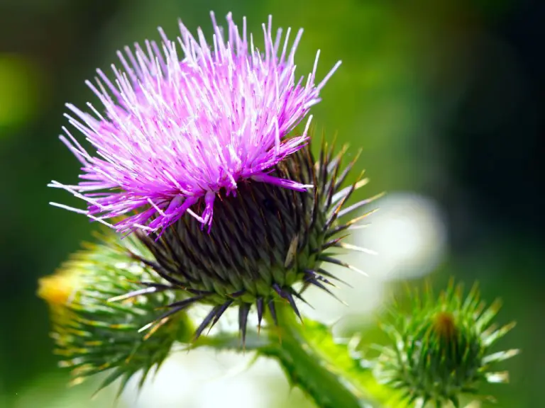 cynara cardunculus cardo selvatico