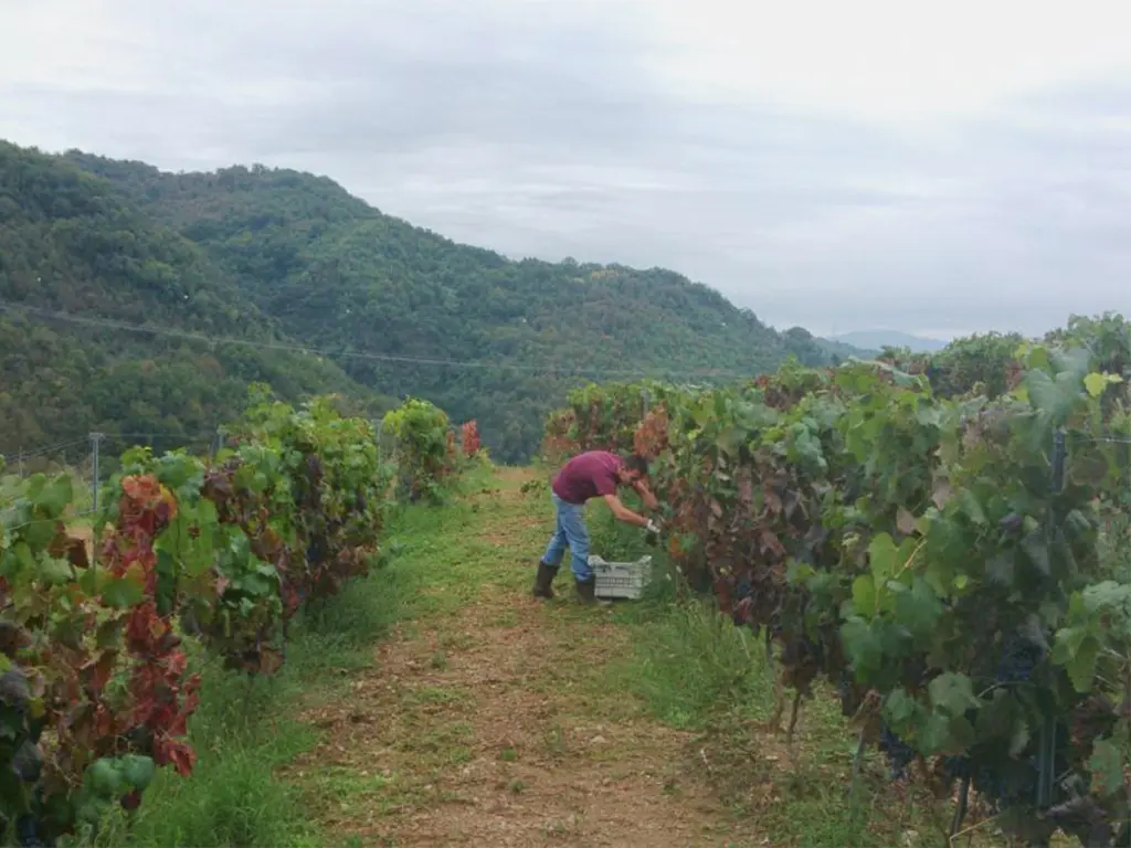 Vendemmia nei vigneti di Colacino Wines cantina calabrese che produce il vino Savuto
