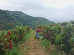 Vendemmia nei vigneti di Colacino Wines cantina calabrese che produce il vino Savuto