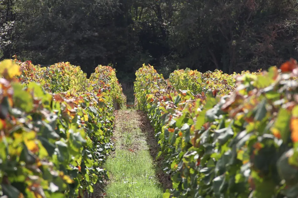 Vigneti di Colacino Wines cantina calabrese che produce il vino Savuto