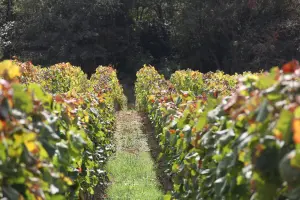 Vigneti di Colacino Wines cantina calabrese che produce il vino Savuto