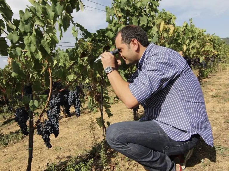 Mauro Colacino di Colacino Wines tra i vigneti