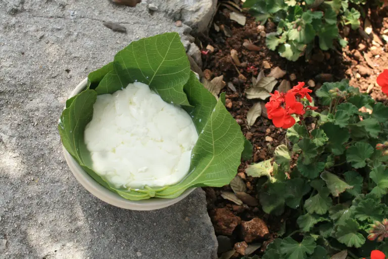 pampanella salentina appena fatta