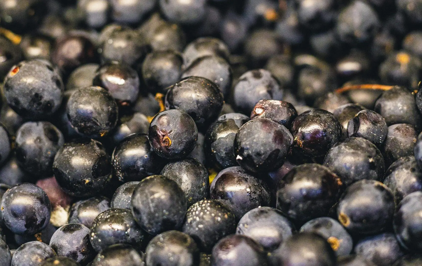 Le erbe aromatiche di Piazza Duomo
