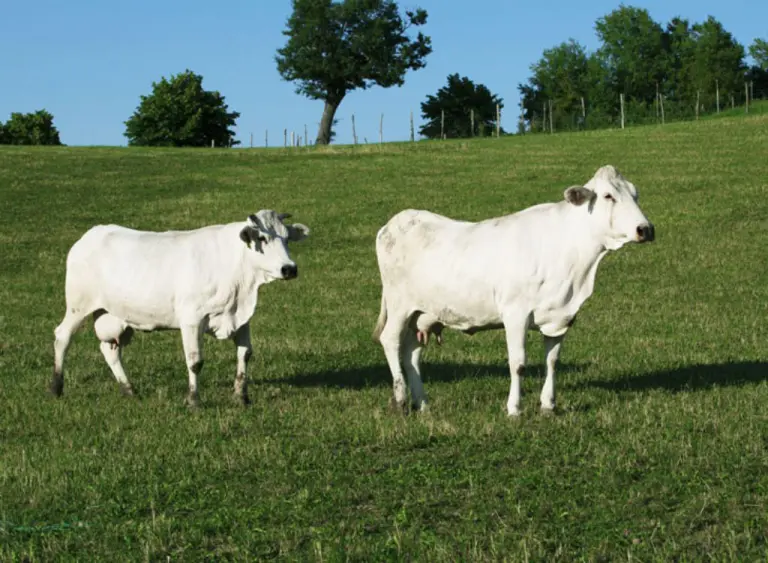 razza bovina bianca modenese