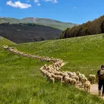 Gregge di pecore al pascolo vicino al Bio Agriturismo La Porta dei Parchi in Abruzzo
