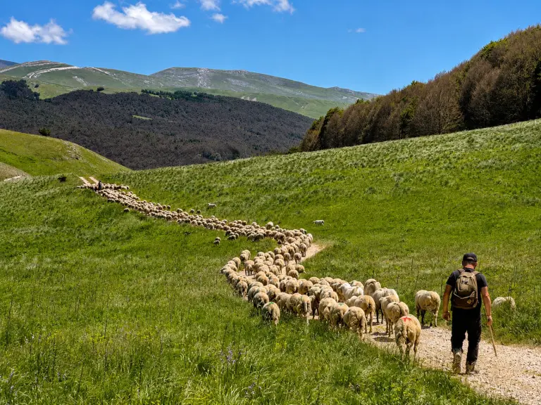 Gregge di pecore al pascolo vicino al Bio Agriturismo La Porta dei Parchi in Abruzzo