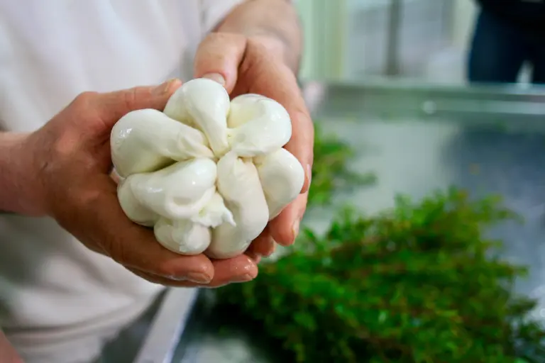 Tenuta Chirico mozzarella nella mortella