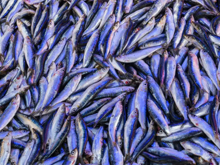 acciuga del mediterraneo