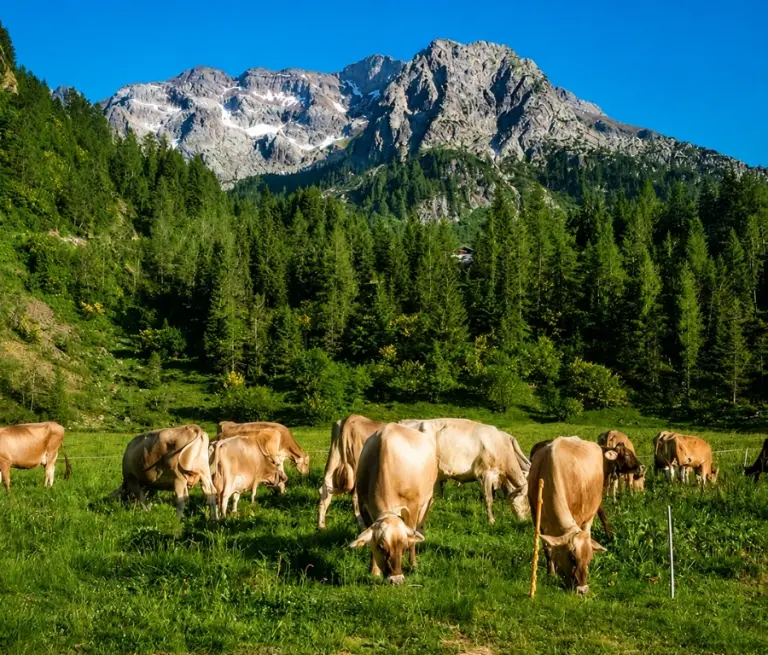 alpeggio mersa alpi orobie