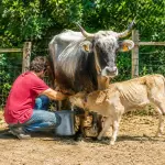 Vacca podolica munta a mano in Calabria con il vitello accanto durante la mungitura