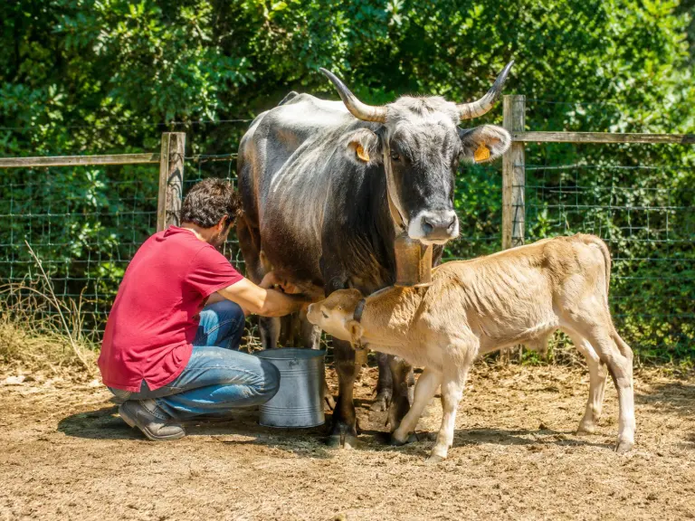 Vacca podolica munta a mano in Calabria con il vitello accanto durante la mungitura