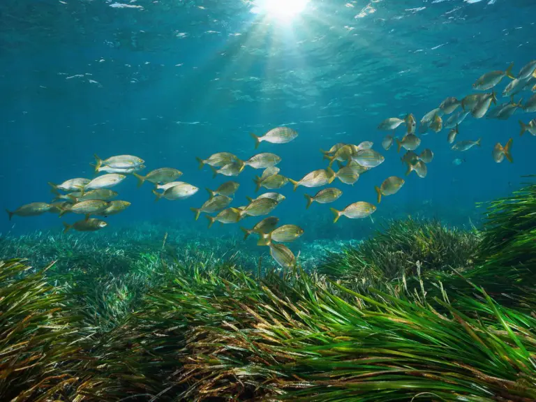 pesca nel mediterraneo
