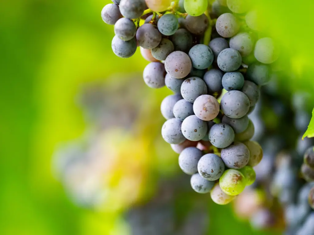 Semi di uva da vino accostati alla Stazione Spaziale Internazionale su sfondo cosmico