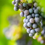 Semi di uva da vino accostati alla Stazione Spaziale Internazionale su sfondo cosmico