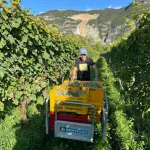 Vigneti dell'Azienda Agricola Vallecamonica tra le montagne lombarde