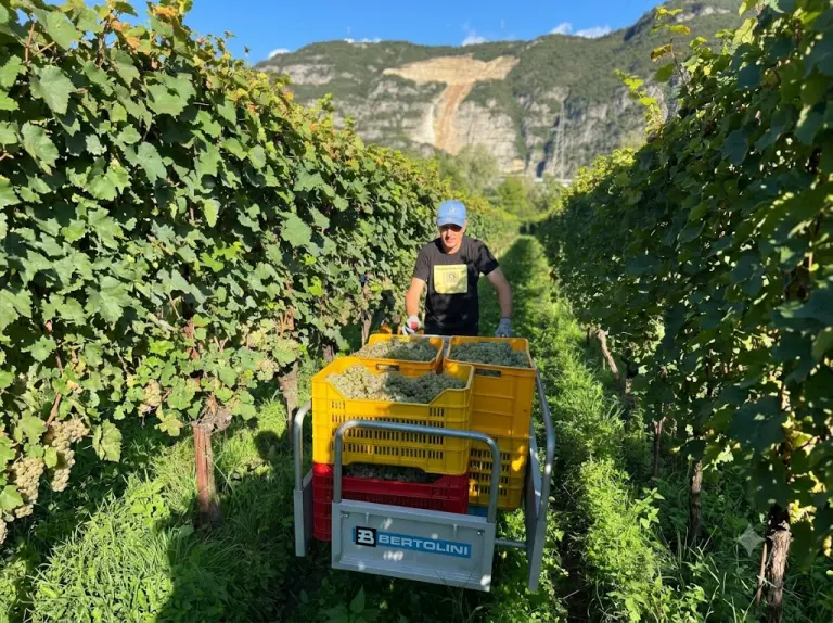 Vigneti dell'Azienda Agricola Vallecamonica tra le montagne lombarde