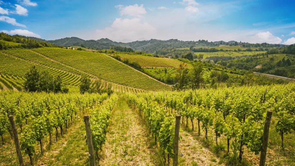 Calice di Gavi DOCG davanti ai vigneti delle colline piemontesi dove nasce il celebre vino bianco a base di Cortese