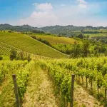Calice di Gavi DOCG davanti ai vigneti delle colline piemontesi dove nasce il celebre vino bianco a base di Cortese