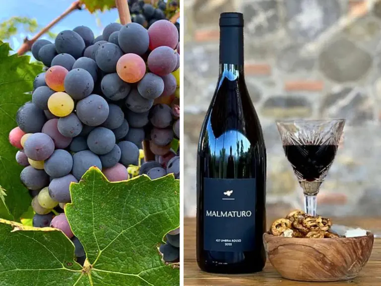 malmaturo rosso quintosapore