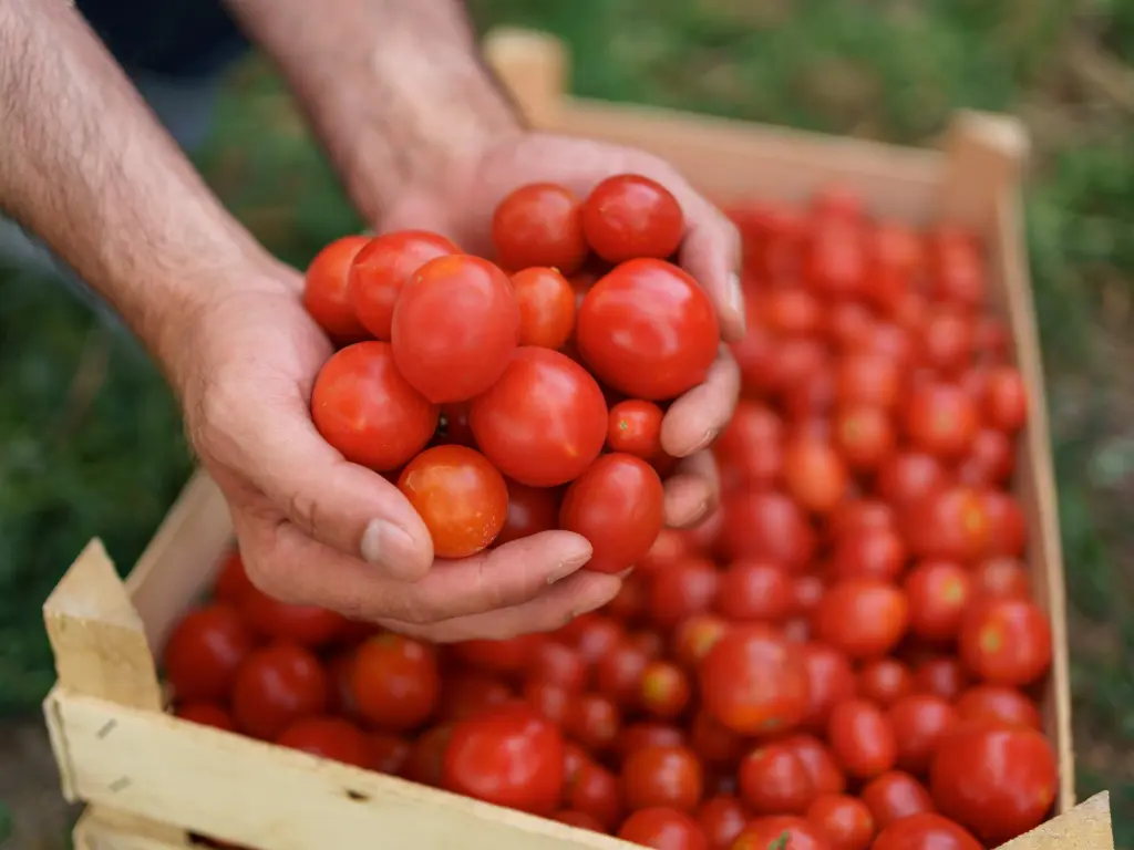 vero-costo-barattolo-pomodoro-scaffale