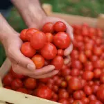 vero-costo-barattolo-pomodoro-scaffale