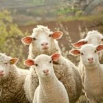 Pecore e agnelli