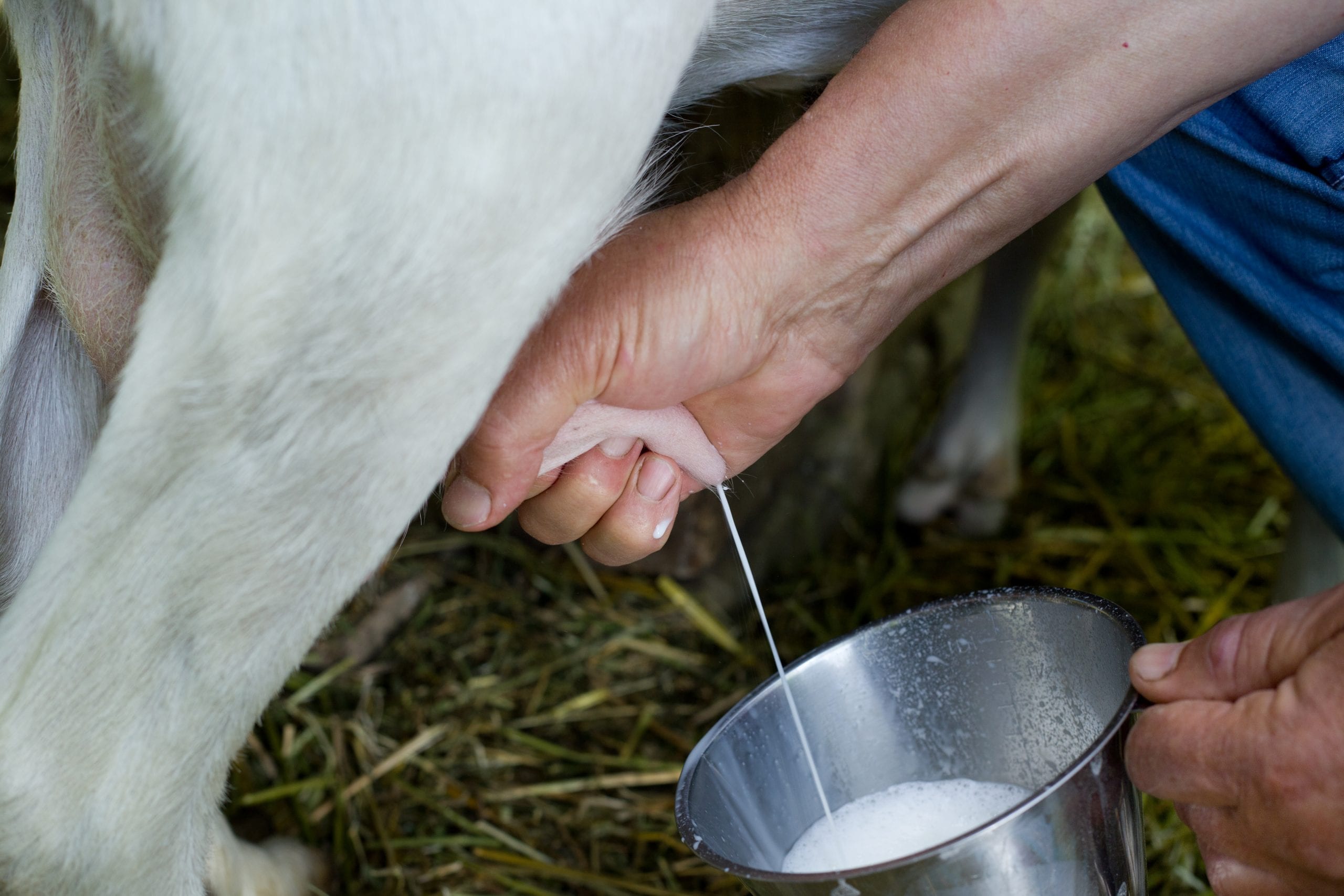 Чем кормят домашних коз. Коза молоко. Коза дойная. Доение и стрижка коз. Коз дойных молочных.