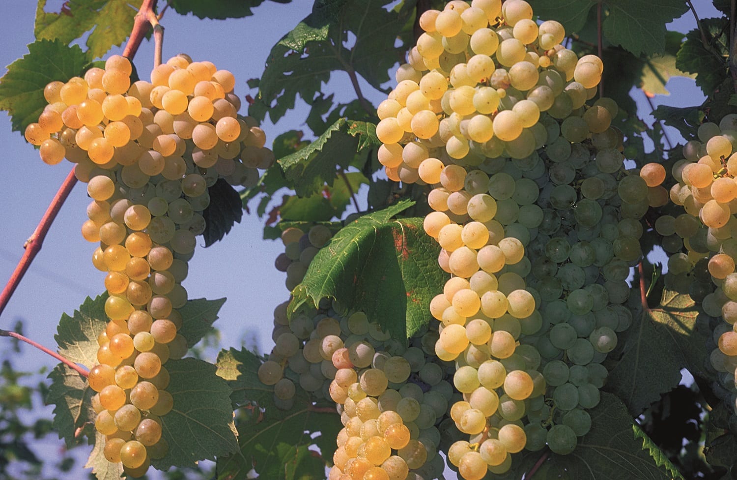 grappolo di uva albana