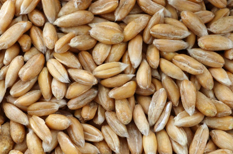 farro