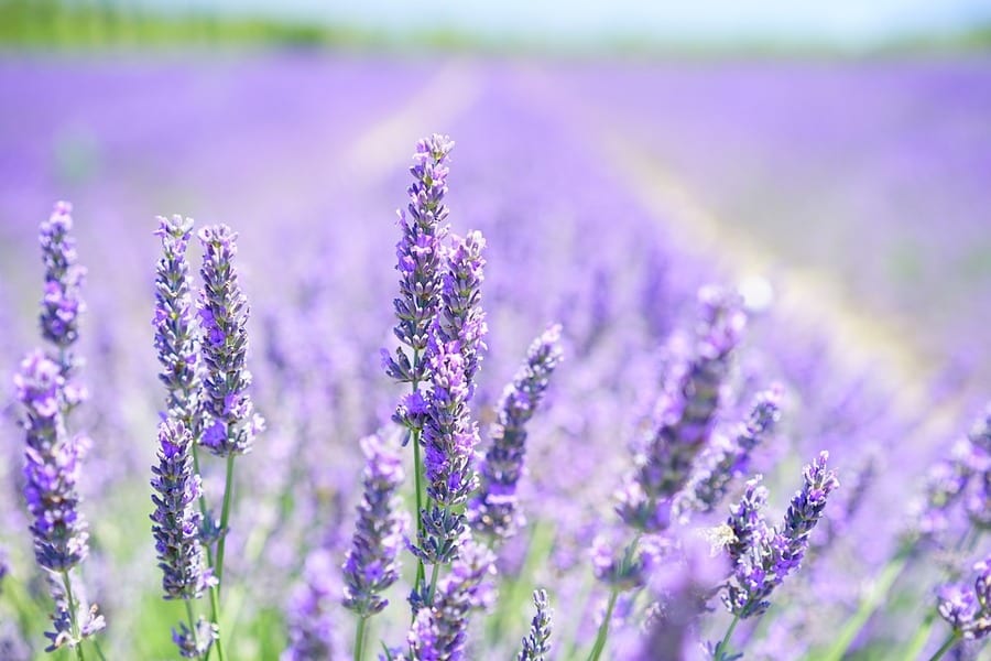 lavanda