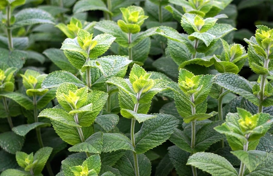 menta piperita