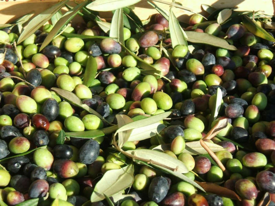 olive taggiasche