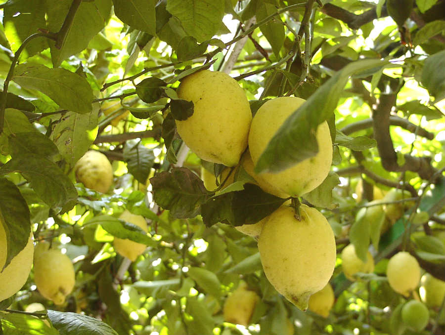 Limone di Amalfi o Sfusato amalfitano