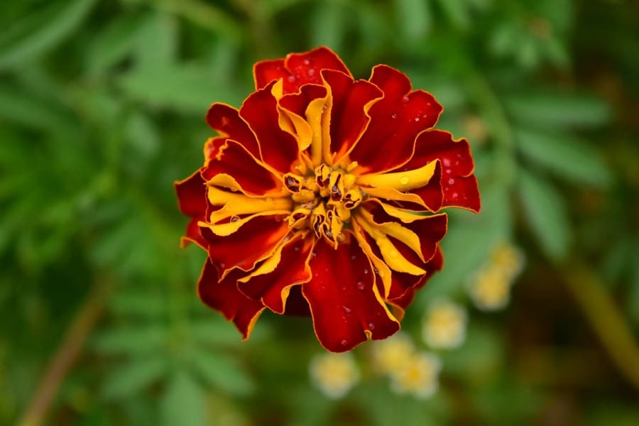 Fiori eduli. Coltivazione, conservazione e utilizzo in cucina - Gambero  Rosso