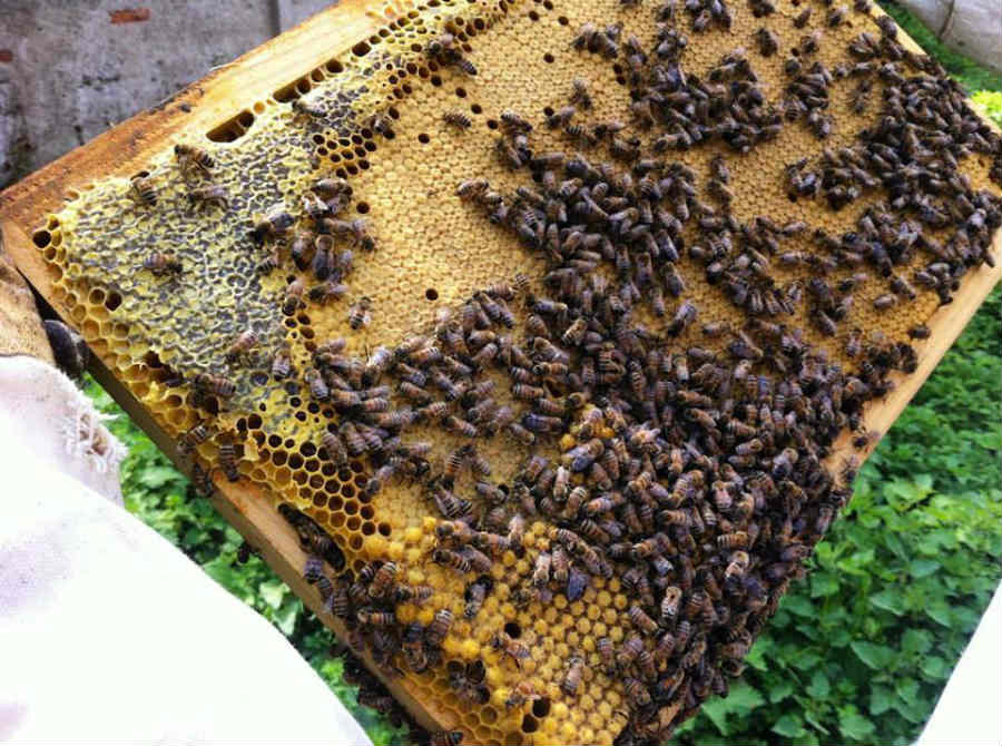 Urbees, progetto di apicoltura urbana