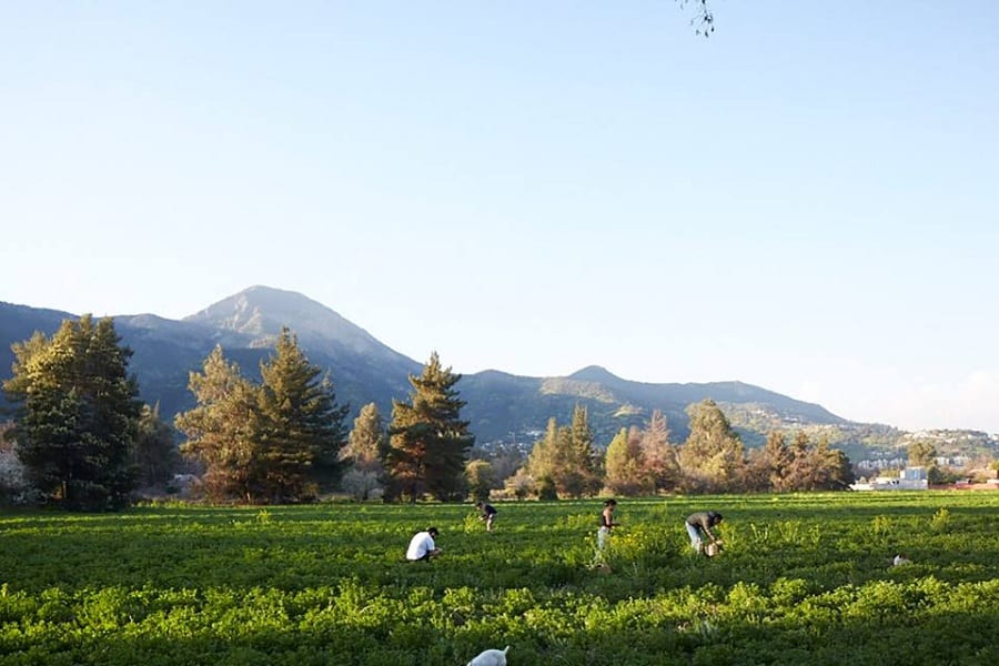 Un campo coltivato in Cile