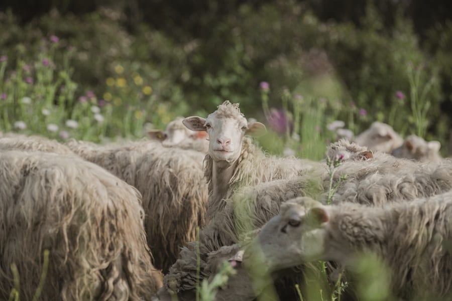 Un gragge di pecore nel verde, con manti in primo piano e una pecora che guarda verso di noi