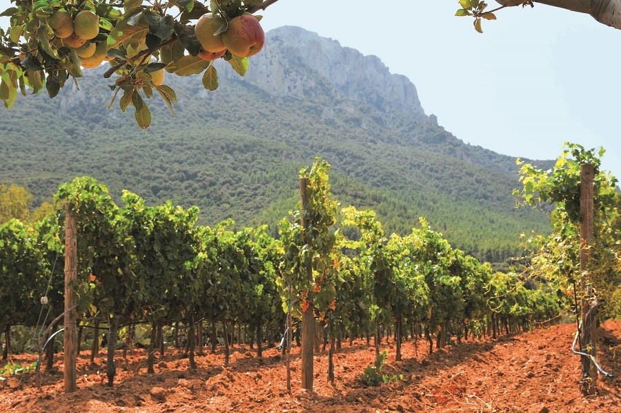 Cantina Oliena, vigneto