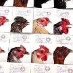 I polli del Cosmopolitan Chicken Project