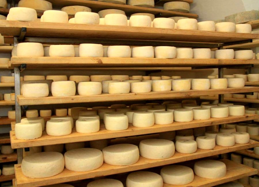 Forme di formaggi di malga durante la stagionatura